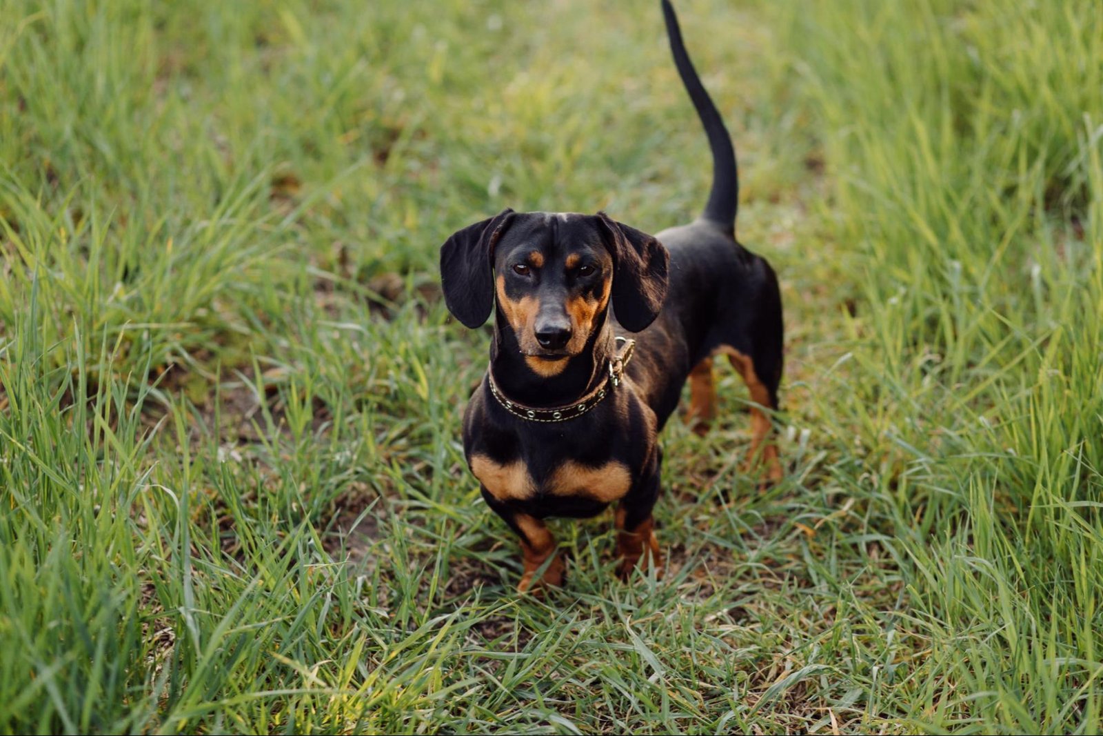 Adopt a Dachshund in Philadelphia, PA