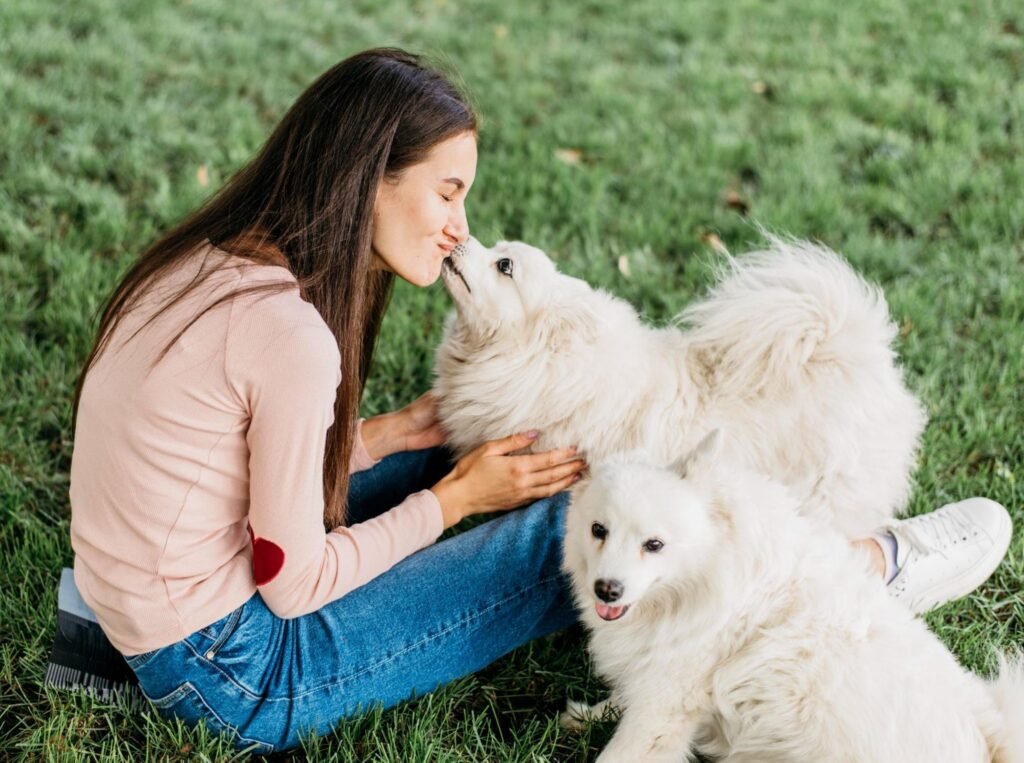 Adopt a Pomeranian in Philadelphia, PA