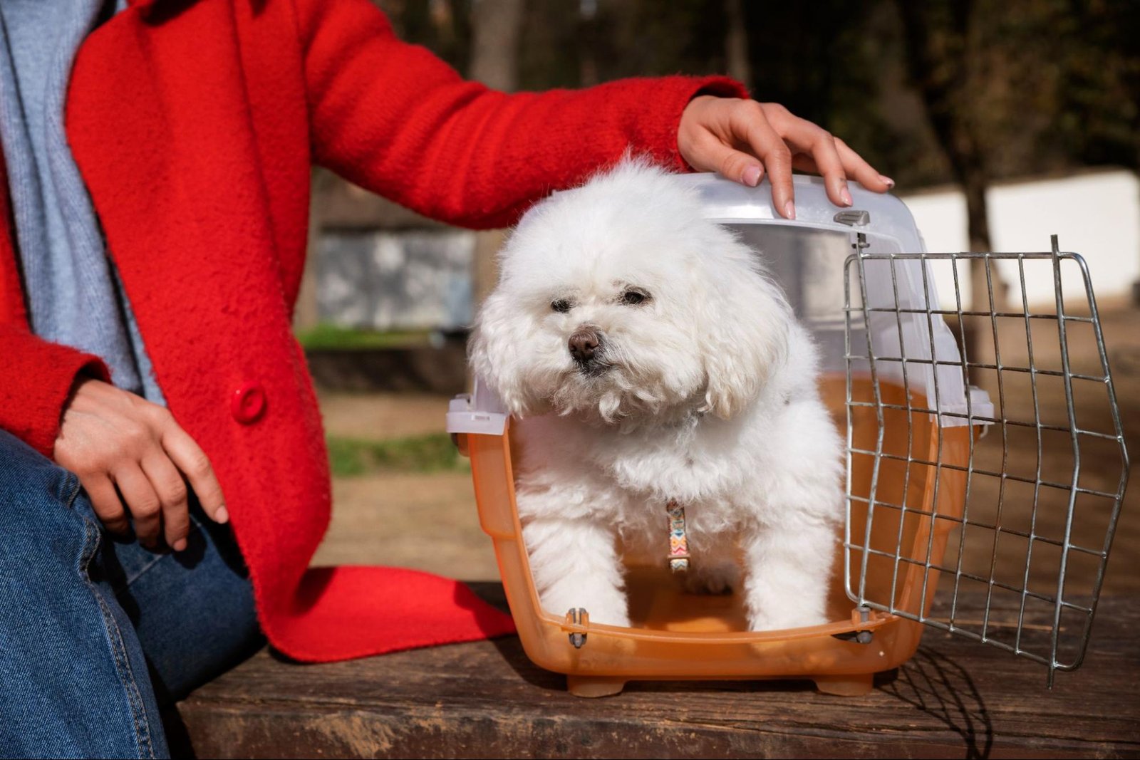 Adopt a Shih Tzu in Philadelphia, PA