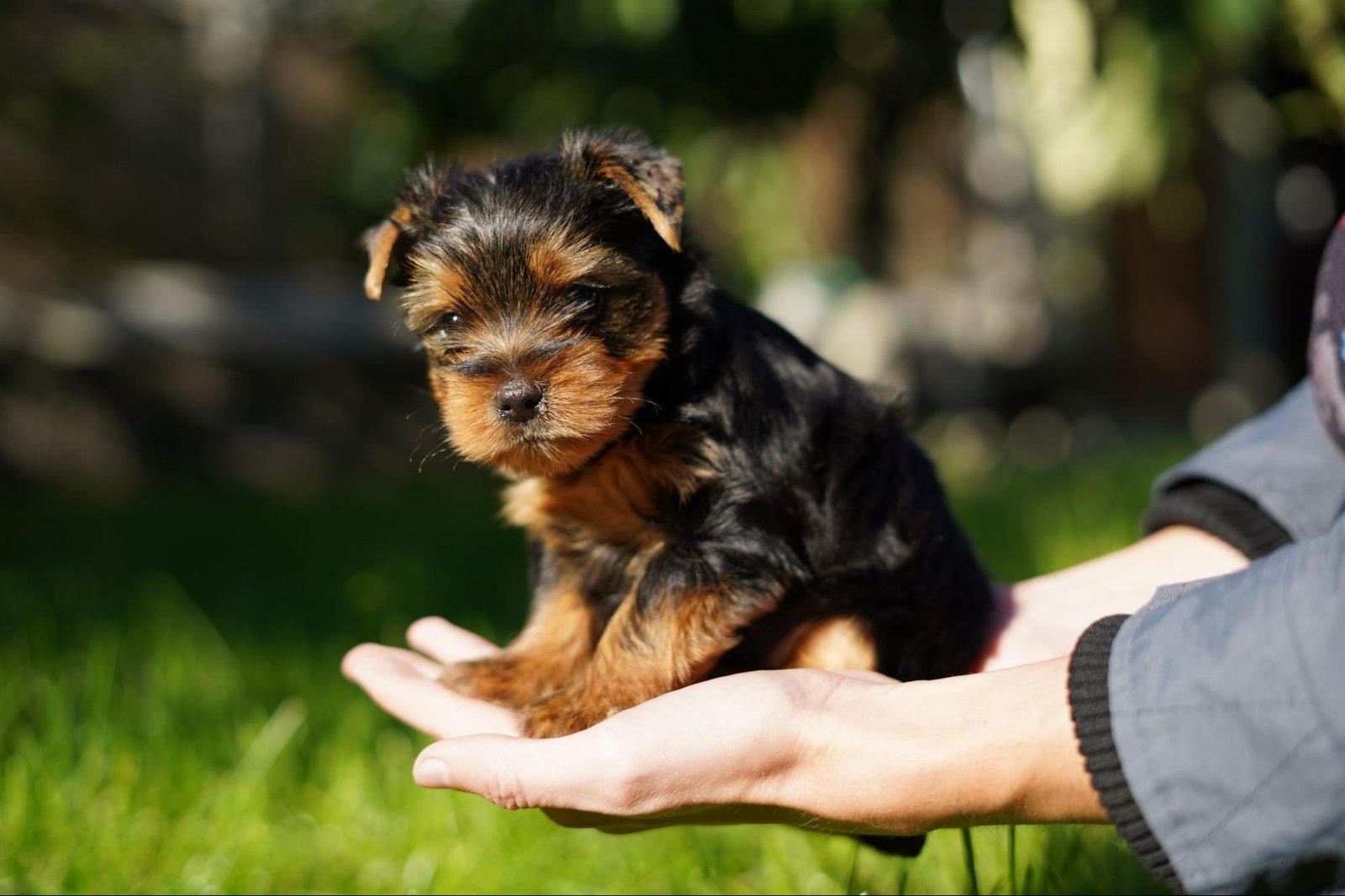 Adopt a Yorkshire Terrier in Philadelphia, PA