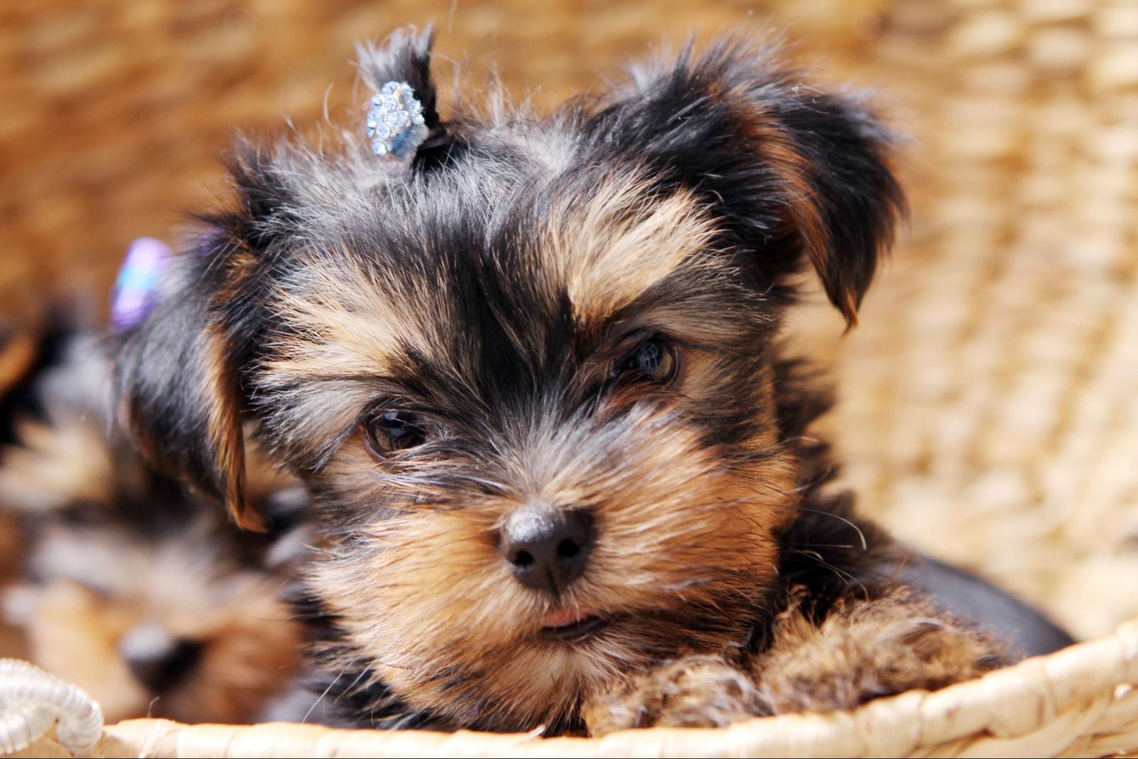 Adopt a Yorkshire Terrier in Philadelphia, PA