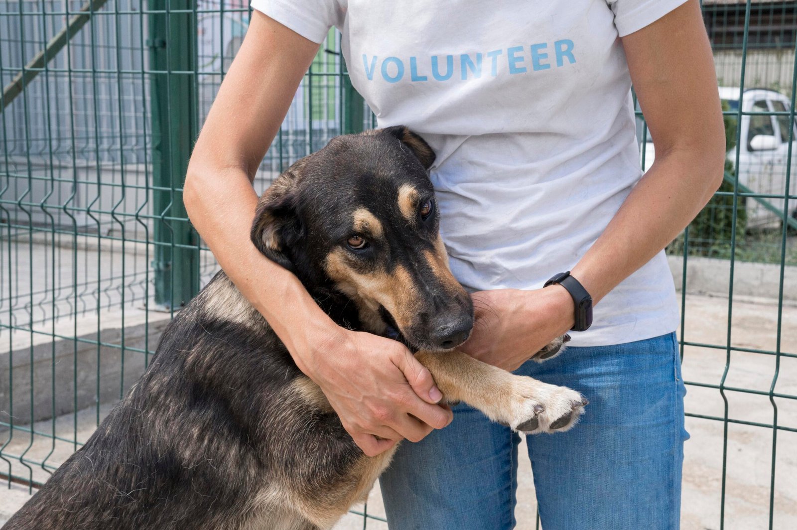 Dog adoption in Philadelphia, PA