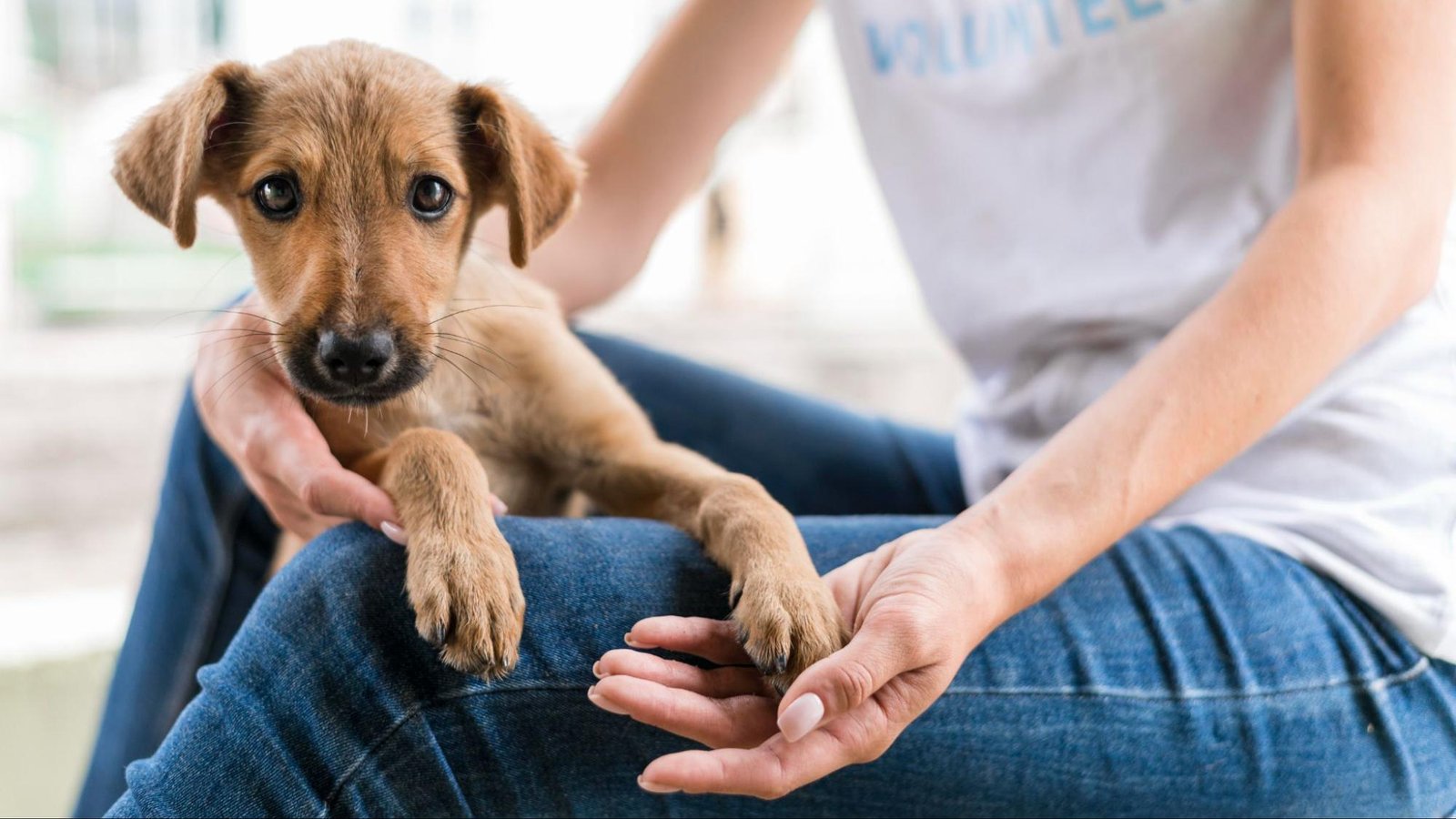 Small Dogs for Adoption in Philadelphia, PA