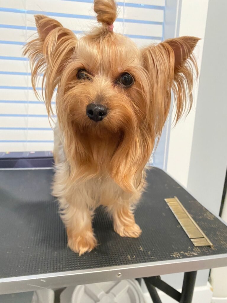 Yorkshire Terrier