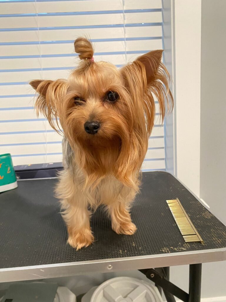 Yorkshire Terrier